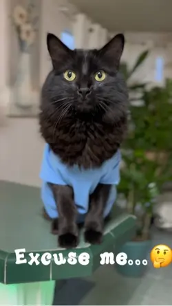 Pet POV: Excuse Me…