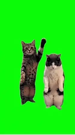Green Screen Meme 😻