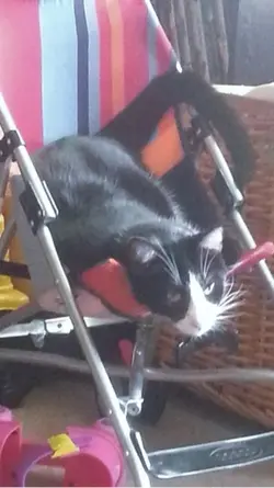 Cat lovers