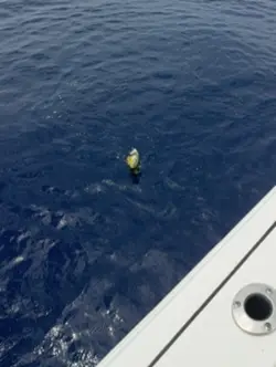 18 dolphin