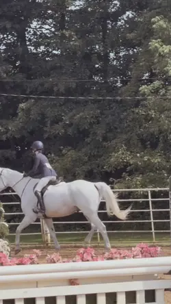 It’s walk trot boy..