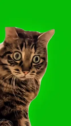 Green Screen Meme 😻