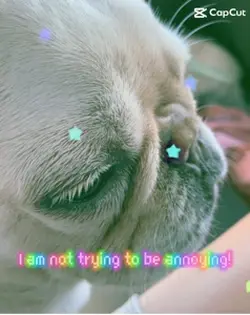Doggy