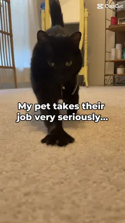 Pet full-time job