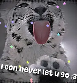 Cute big kitty edit