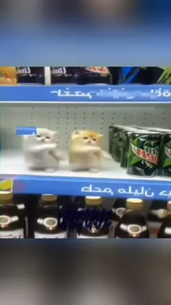 Cat edit 