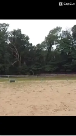 Lunging maverick 