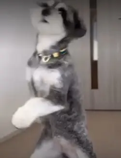 dog dancing