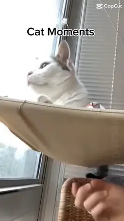 Funny Cat moments 