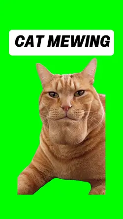 CAT MEWING