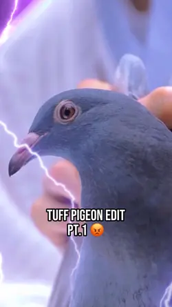 Tuff Pigeon Edit 😡😤