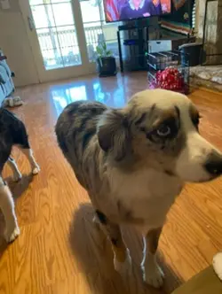 My puppy’s