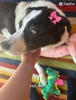 Dino!!
