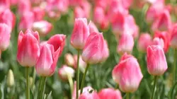 Blooming Petals