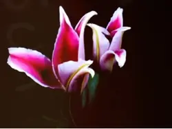 Beautiful flower