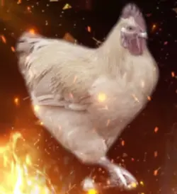 chicken 