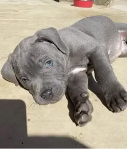 Buggin |cane corso