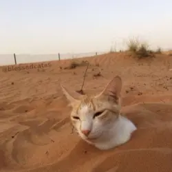 Spinning cat