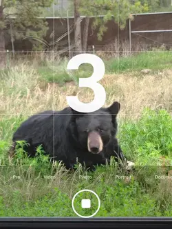 bear country 