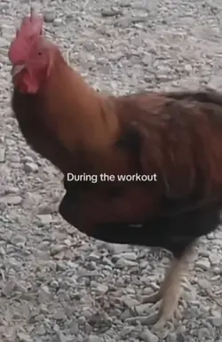 sorry legs