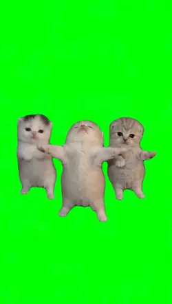 Three cats dancing