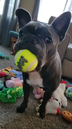 New Toy ALERT