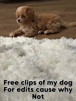 Free clips