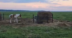 Horse fights 