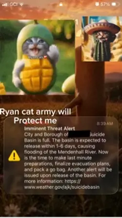 Ryan cat