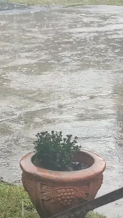 chill rain vibes 