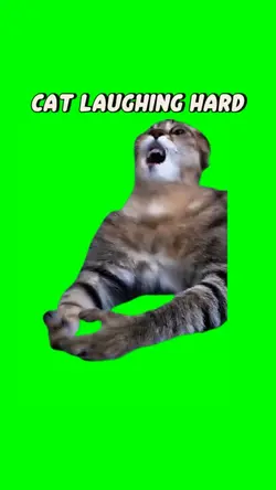 Cat laughing hard