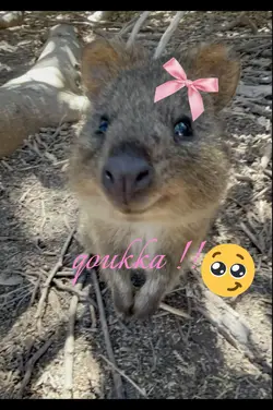 HAN QOUKKA 🐿️💋