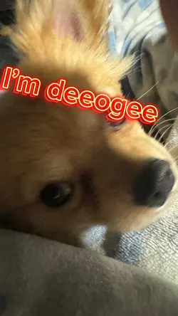 Deeogee 
