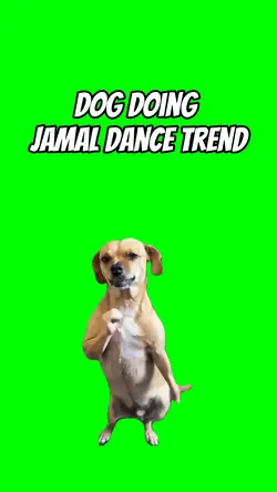 Dog Jamal Dance 