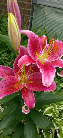 #summerblooms