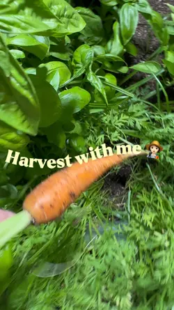Harvest with me