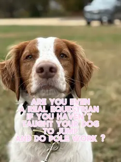 (If you have a dog)