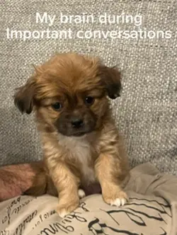 #capcut#babydog