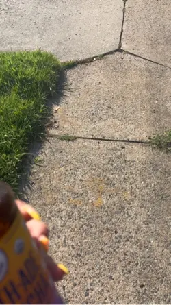 Kombucha walk
