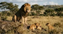 Gods cubs