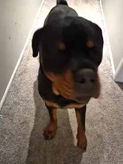 my dog!