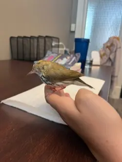 Birds