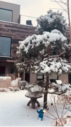 Snowy