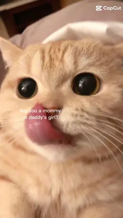 ayayyaya