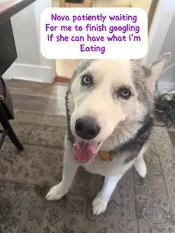 Hungry pupp