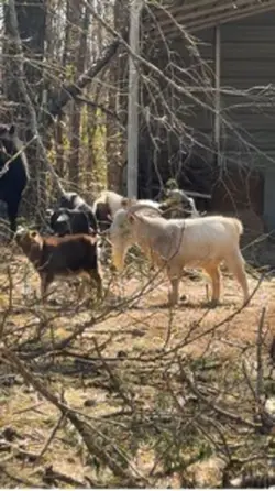 Farm life part 1