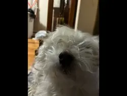 Just my baby doggy 