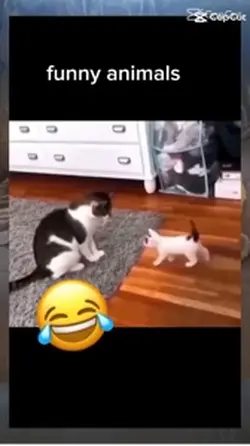 Funny cat videos