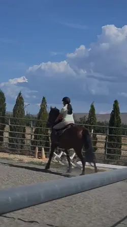 horse slow mo 