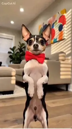 Dance